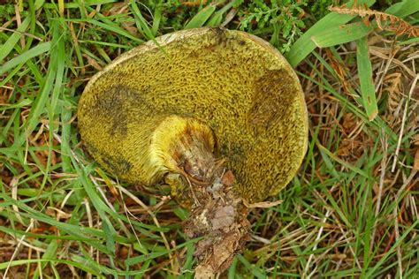 Xerocomellus Porosporus Sepia Bolete Ashby Norfolk 29201 Flickr