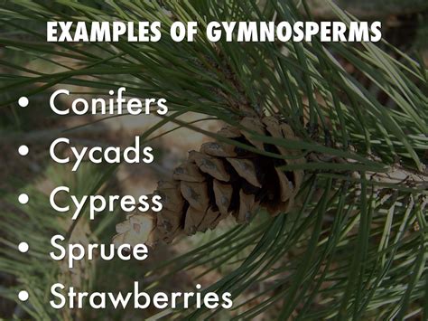 Gymnosperms from the conifer group like pine, spruce, and fir are commonly used for lumber. Angiosperms & Gymnosperms by Adam Clark