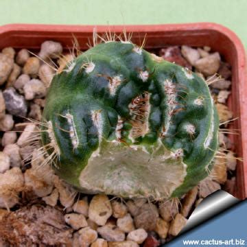 It likes a warm bright location, does great in partial shade but doesn't like full, hot blazing sun in the central summer month. Notocactus werdermannianus forma mostruosa