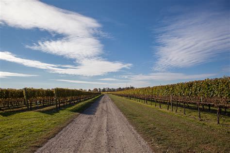 Coastal Wineries In Connecticut Rhode Island And Massachusetts Are