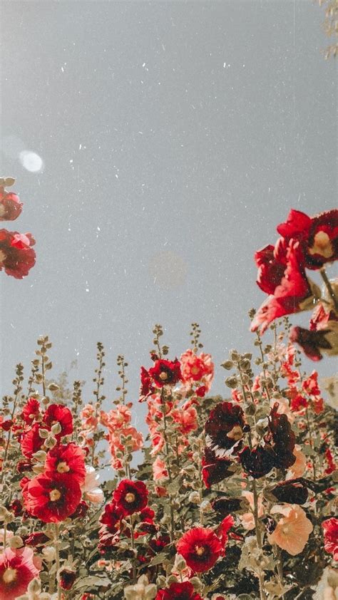 Floral tumblr desktop wallpapers top free floral tumblr. red flowers #love | Flower aesthetic, Flower wallpaper ...