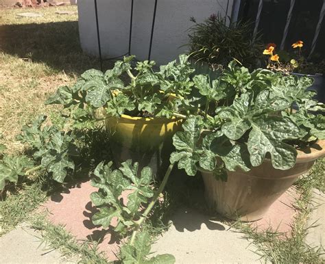 Growing Watermelons In A Container