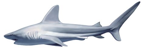Tiburón Png