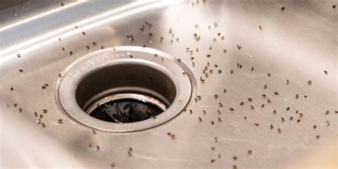 Fruit Flies In Drain How To Get Rid Of Them For Good