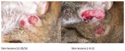 Influenced felines start to lose hair rapidly and constant ear contaminations add to the issue. Cat Bumps and Sores around Neck and Ear