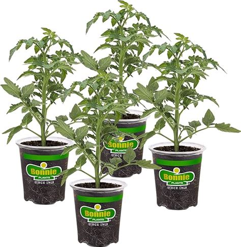 Bonnie Plants Better Boy Tomato 4 Pack Live Vegetable