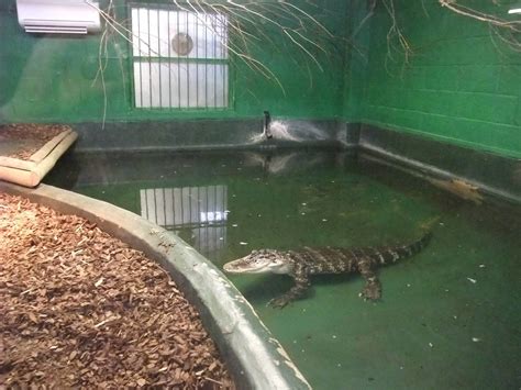 American Alligator Exhibit At Crocodiles Of The World 050212 Zoochat