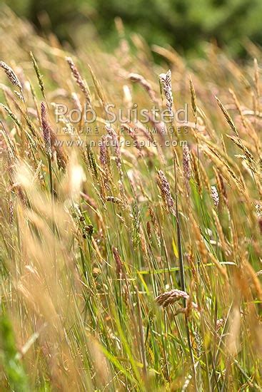 Pastoral Grass Seed Heads Long Pasture Grasses New Zealand Nz