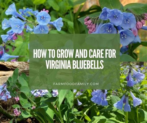 How To Grow And Care For Virginia Bluebells Flowers Mertensia Virginica