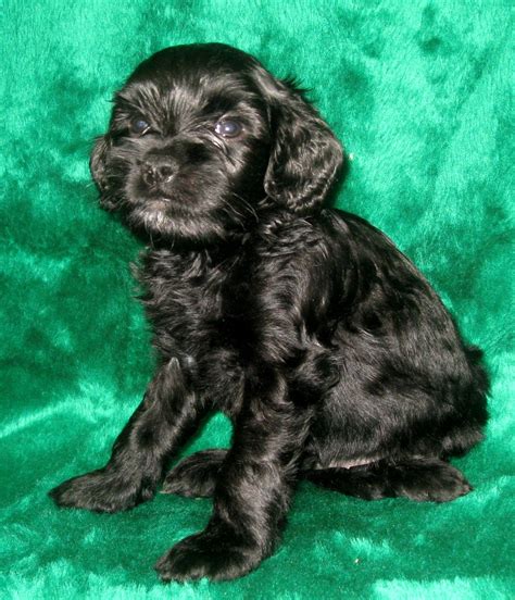 Find images of labradoodle puppy. Mini Australian Labradoodle Puppy | Ashford Manor Labradoodles