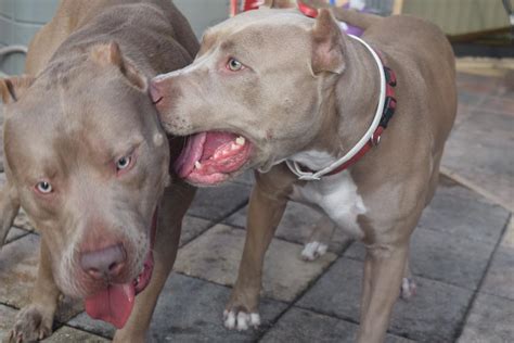 Momma is rednose and on site. Marketplace » Pit Bull Social - Pit Bull Social Networking