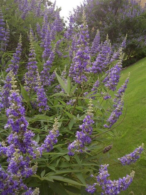 Large Shrub With Upward Spikes Of Purple Flowers