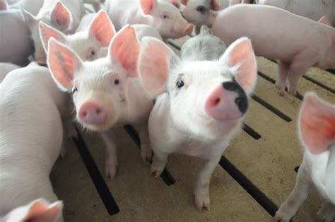 Weaner Pig Margins Bounce Back Pork Business