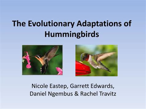 Ppt The Evolutionary Adaptations Of Hummingbirds Powerpoint