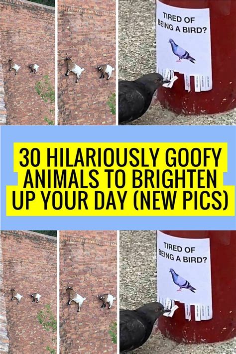30 Hilariously Goofy Animals To Brighten Up Your Day New Pics Artofit
