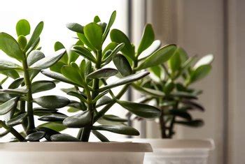 Maybe you would like to learn more about one of these? How to Prune a Money Tree to Keep the Leaves Low to the ...