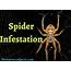 Spider Infestation In House Mite