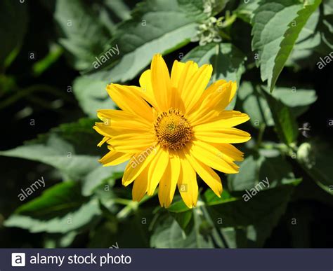 Arnica Mountain Close Up One Beautiful Yellow Flower Stock Photo Alamy