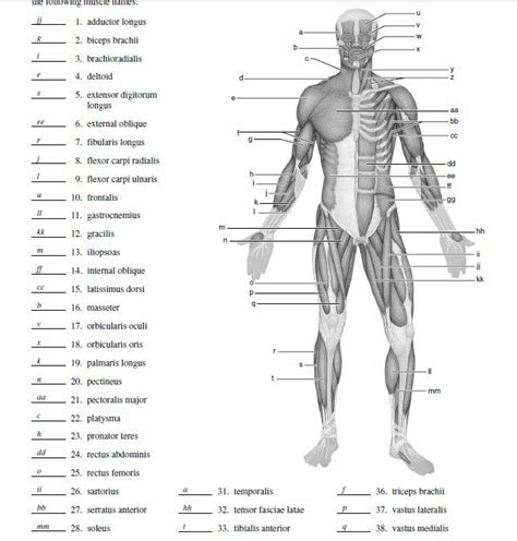 Muscular System Diagram Worksheet Answers Thekidsworksheet