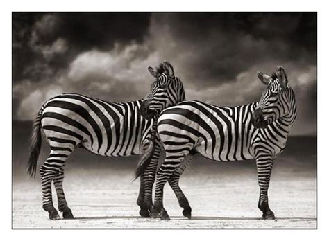 Fotos de animales en blanco y negro - Imágenes - Taringa!