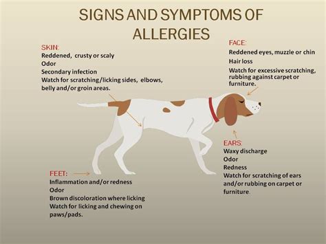 Can Dogs Be Allergic To Cats Animals