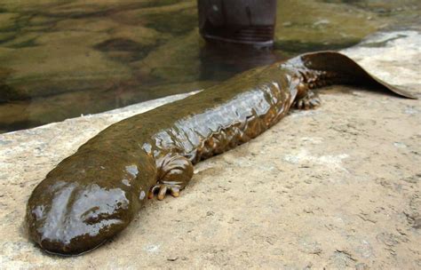 Largest Amphibian Species Native To The Mountain Streams And Lakes Of