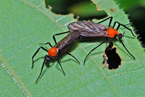 Love Bug Goo Rice University Insect Biology Blog