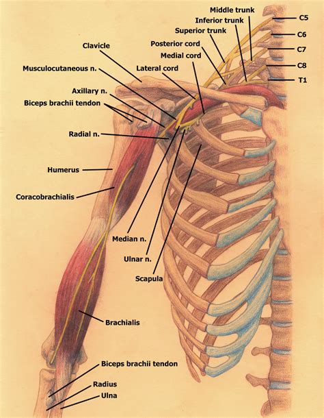 Branching Of The Brachial Plexus Anterior View By Blique On Deviantart