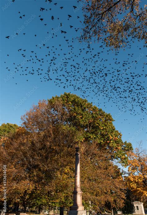 A Flock Of Migrating Birds Flying Over A Cemetery In The Midwest Stock