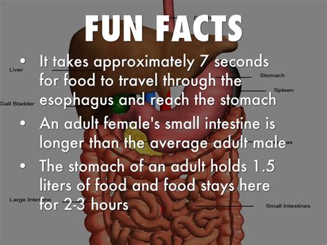 Fun And Interesting Facts About The Esophagus Fun Guest
