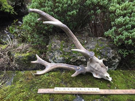 Vintage Fallow Deer Skull Antlers Mount Genuine Remains Old Animal