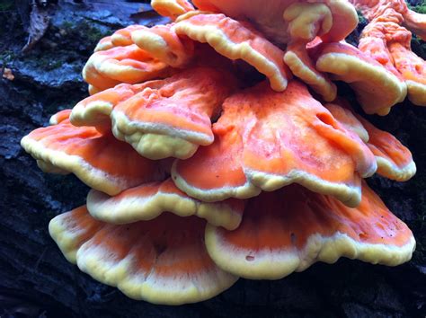 Laetiporus Sulphureus The Chicken Of The Woods Is Identified By Its