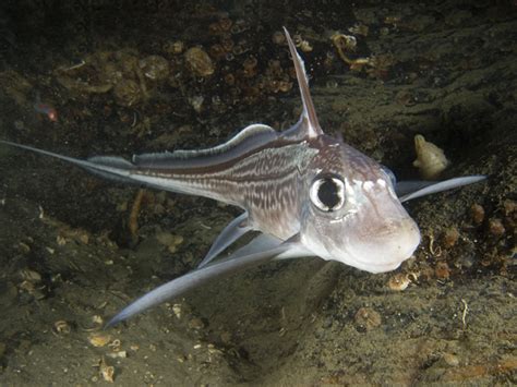 Cartilaginous Fish Holocephali