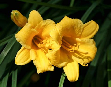Free Photo Yellow Daylilies Floral Plant Free Image On Pixabay