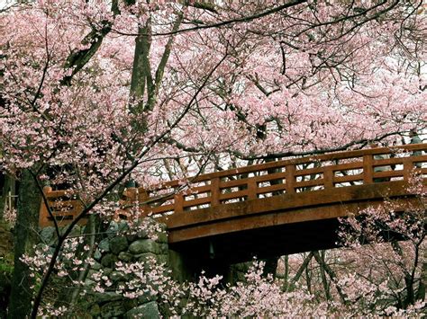 Cherry Blossom Backgrounds Wallpaper Cave