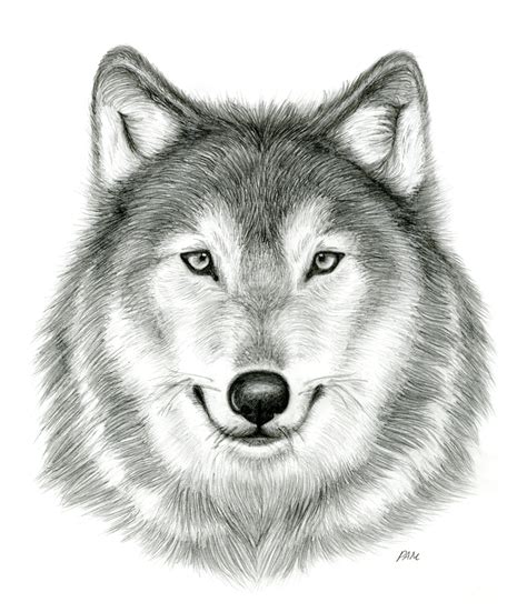 How to draw a wolf part 2: Gray Wolf PNG HD Transparent Gray Wolf HD.PNG Images ...