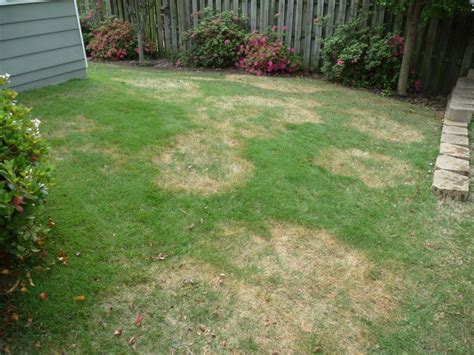 Brown Patch On Fescue And Other Grasses Close Up Pictures Walter