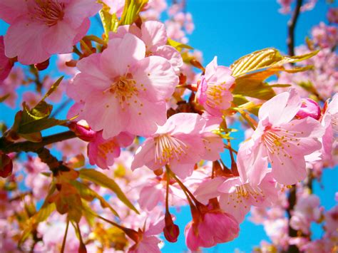 Free Images Branch Flower Petal Spring Produce Pink