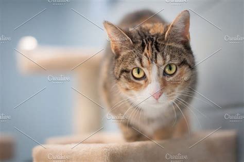Cat | Cats, Animal shelter, Pets cats