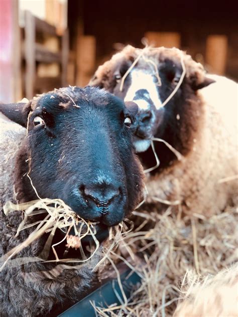 More Bedlam Farm Wool Coming Farm Animals Sheep