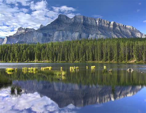 Mount Rundle And Boreal Forest Photograph By Tim Fitzharris