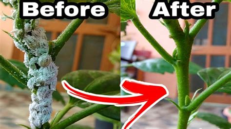 My Simple Top 3 Secret Solution Of Mealybugs Treatment Hibiscus Plants