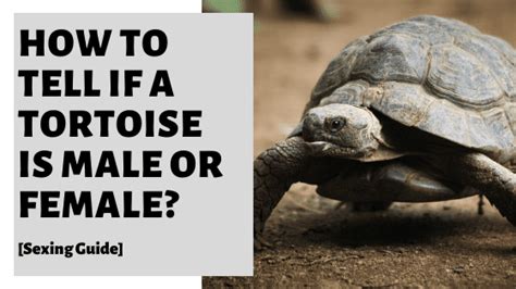 How To Tell If A Tortoise Is Male Or Female [sexing Guide]