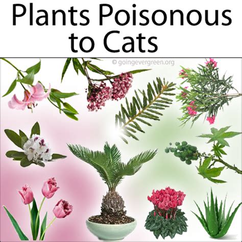 This list includes a number of extremely popular household plants, many of which might come as a surprise to newer cat owners. Plants Which Are Toxic/Poisonous to Cats - Going EverGreen