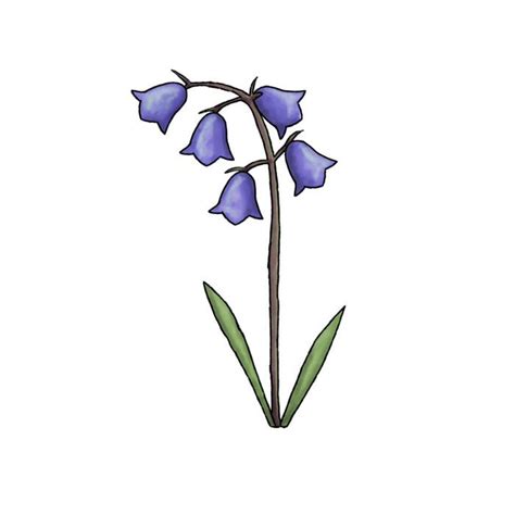 Bluebell Sketch Blue Bell Flowers Flower Drawing Bluebell Tattoo