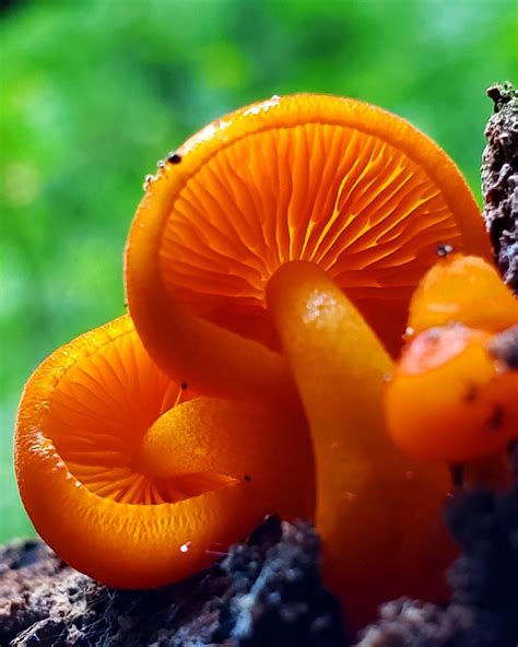 The Always Beautiful Orange Mycena Mushroom Theyre