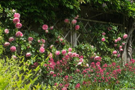 Rosa ‘pierre De Ronsard ‘meiviolin Le Jardin De Papi Jo