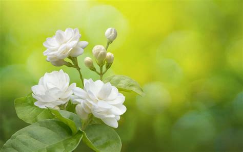 Jasmine Plants Guide To Grow This Indoor Flower Indoor Gardening