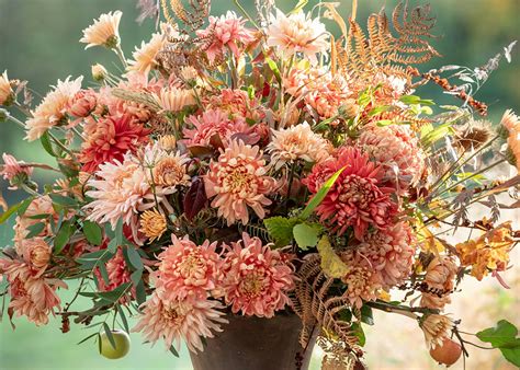 How To Plant Grow And Care For Chrysanthemums Sarah Raven