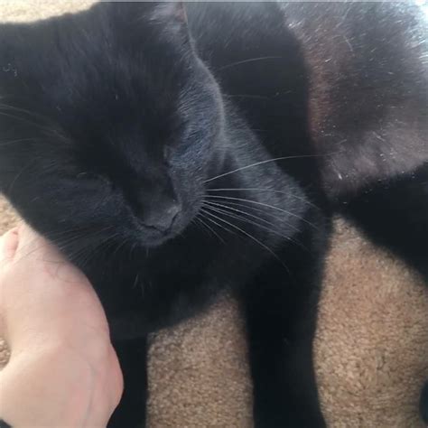 Missing Black Cat Lost And Found In Bristolsouth Glos